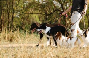 Business Registration and Structure for Dog Walking Business