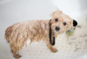 Creating a Business Plan For Dog Grooming Business