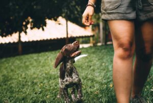 Equipment and Supplies Costs For Dog Walking Business