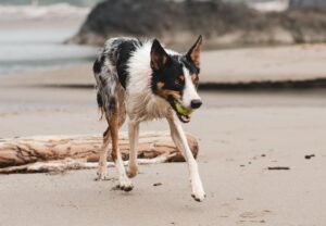 Factors Influencing Dog Walkers' Earnings