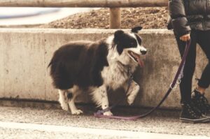 Financial Aspects of a Dog Walking Business