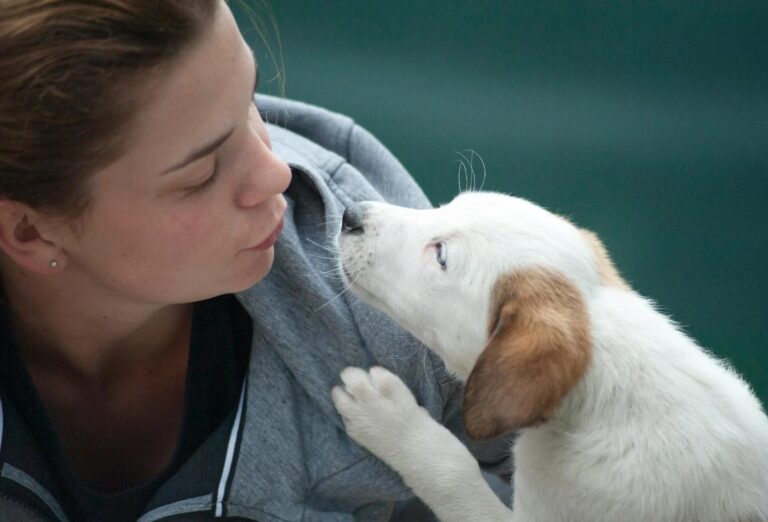 How to Start a Dog Daycare and Boarding Business in the UK