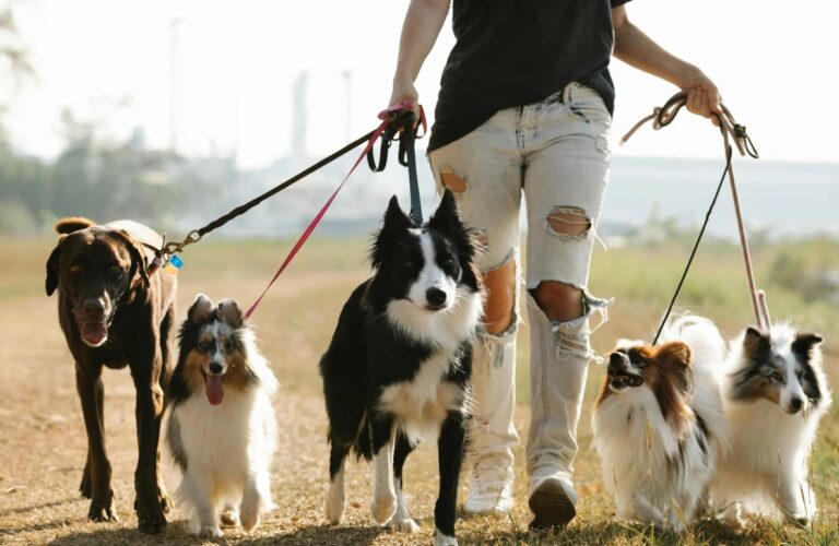 Legal Requirements & Licenses Needed For Dog Walking Business in the UK