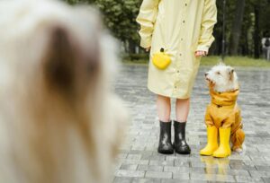 Licensing and Permits for Dog Walking Business