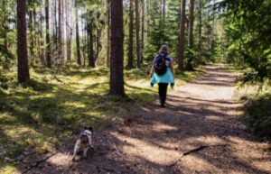 Public Liability Insurance for Dog Walking Business