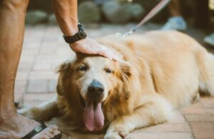 Understanding the Dog Daycare and Boarding Business