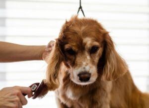 Understanding the Dog Grooming Industry in the UK