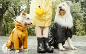 Vehicle Insurance for Dog Walking Business