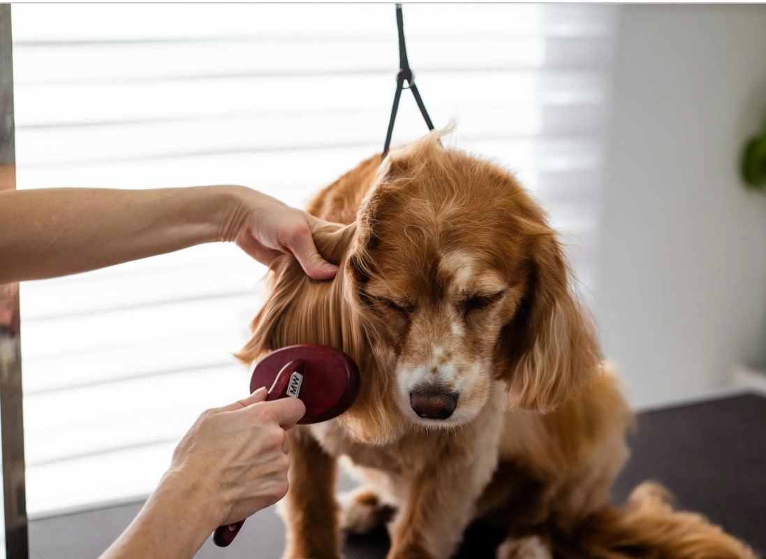 how to start dog grooming business