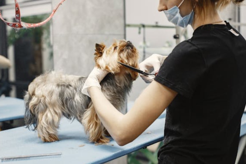 Business Liability Insurance for Dog Grooming Business