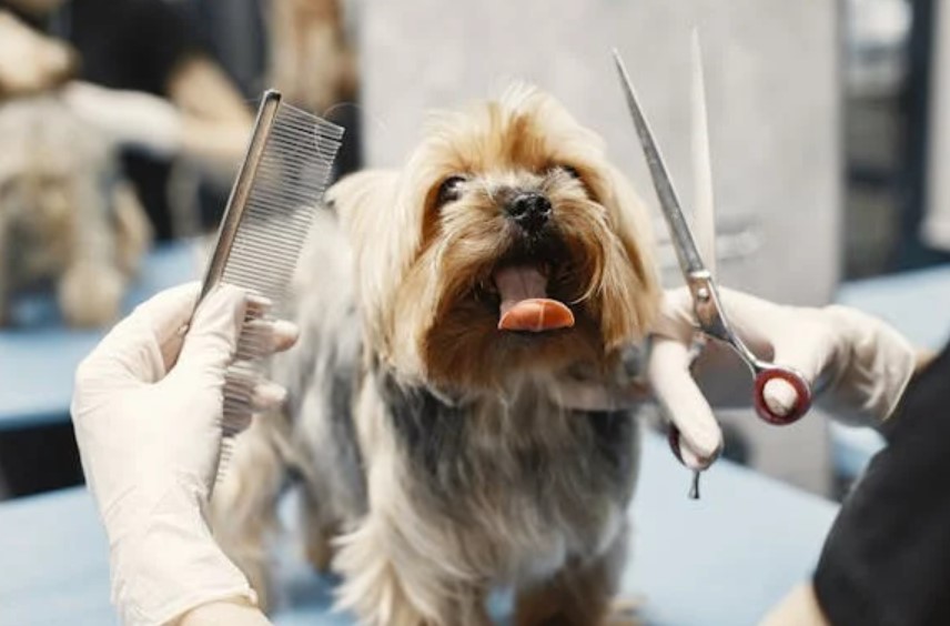 Cost of Hiring and Training Staff for Dog Grooming Business