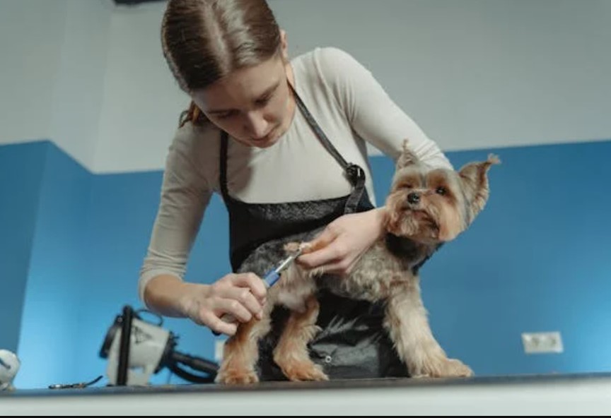 Cost of Utilities and Maintenance for Dog Grooming Business