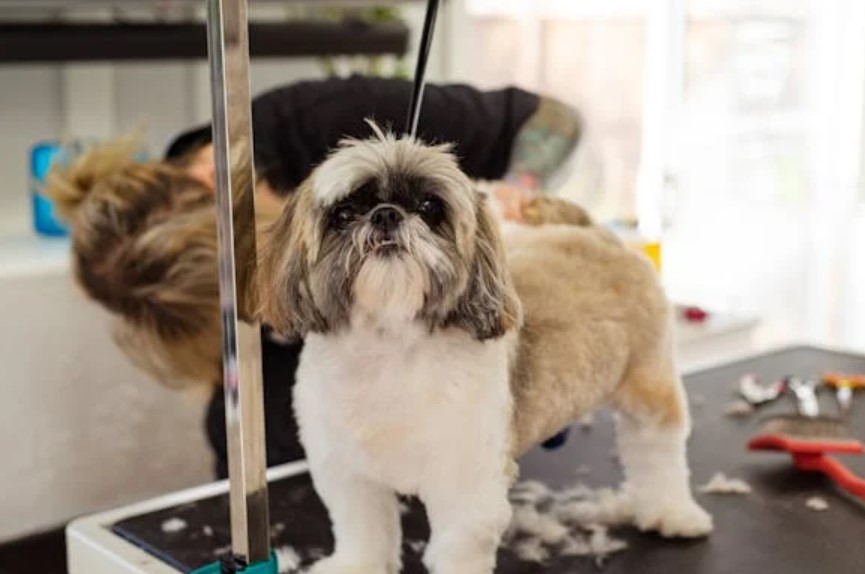 How much does it cost to Start Dog Grooming Business in the UK