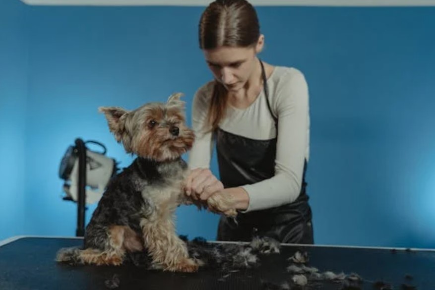 Introduction to the Cost of Starting a Dog Grooming Business in the UK