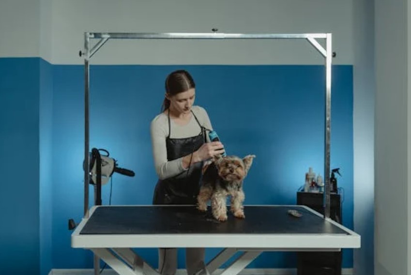 Professional Indemnity Insurance for Dog Grooming Business